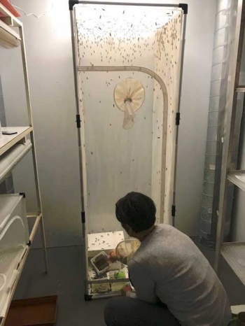 Ovideposizione in camera climatica